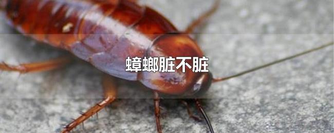 蟑螂脏不脏 蟑螂脏不脏