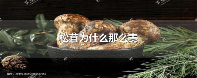 松茸为什么那么贵