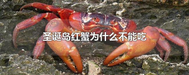 圣诞岛红蟹为什么不能吃 圣诞岛红蟹为什么不能吃