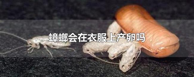 蟑螂会在衣服上产卵吗