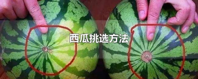 西瓜挑选方法 西瓜挑选方法