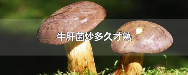 牛肝菌炒多久才熟 牛肝菌炒多久才熟