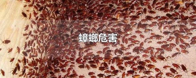 蟑螂危害 蟑螂危害