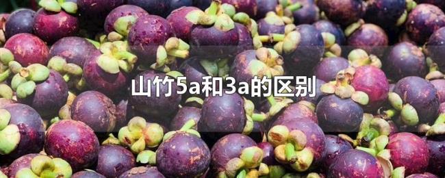 山竹5a和3a的区别 山竹5a和3a的区别