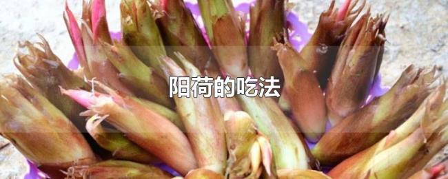 阳荷的吃法 阳荷的吃法
