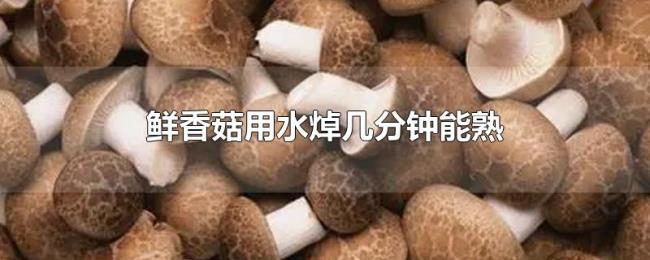 鲜香菇用水焯几分钟能熟 鲜香菇用水焯几分钟能熟