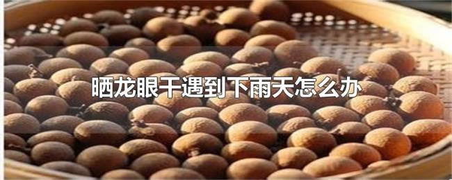 晒龙眼干遇到下雨天怎么办 晒龙眼干遇到下雨天怎么办