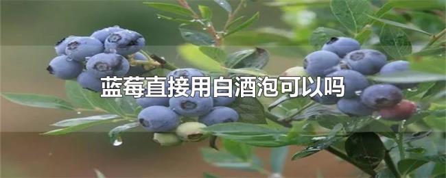 蓝莓直接用白酒泡可以吗 蓝莓直接用白酒泡可以吗