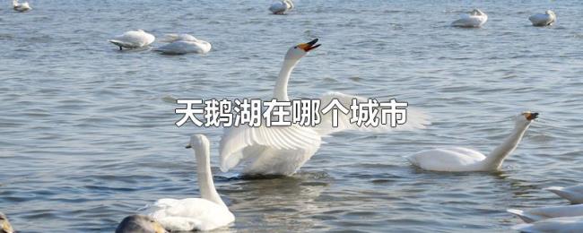 天鹅湖在哪个城市 天鹅湖在哪个城市