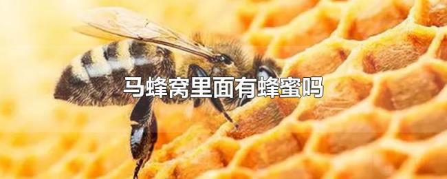 马蜂窝里面有蜂蜜吗 马蜂窝里面有蜂蜜吗