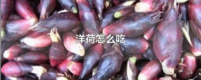 洋荷怎么吃 洋荷怎么吃