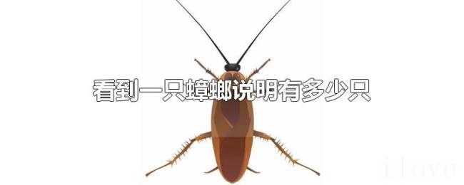 看到一只蟑螂说明有多少只 看到一只蟑螂说明有多少只