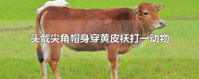 头戴尖角帽身穿黄皮袄打一动物 头戴尖角帽身穿黄皮袄打一动物
