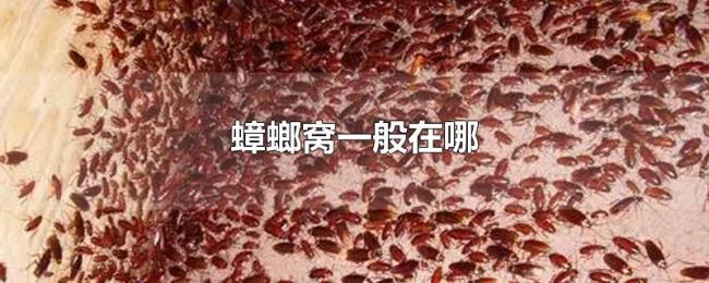蟑螂窝一般在哪 蟑螂窝一般在哪