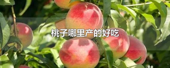 桃子哪里产的好吃 桃子哪里产的好吃