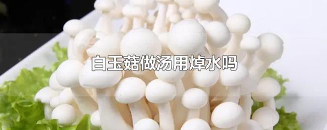 白玉菇做汤用焯水吗 白玉菇做汤用焯水吗