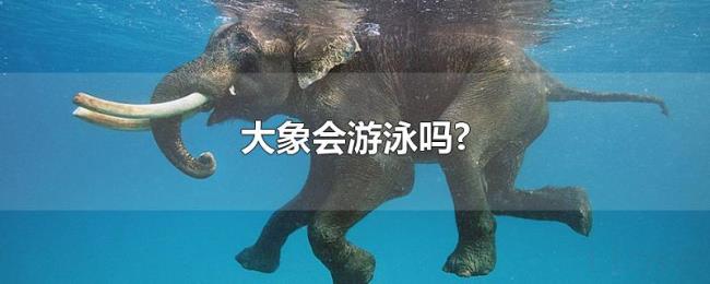 大象会游泳吗?
