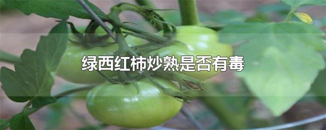 绿西红柿炒熟是否有毒 绿西红柿炒熟是否有毒
