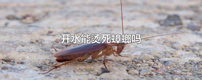 开水能烫死蟑螂吗 开水能烫死蟑螂吗
