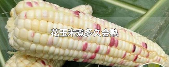 花玉米煮多久会熟 花玉米煮多久会熟