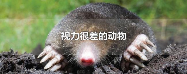 视力很差的动物 视力很差的动物