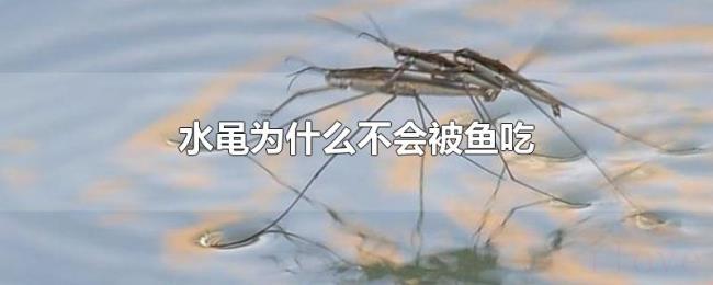 水黾为什么不会被鱼吃 水黾为什么不会被鱼吃