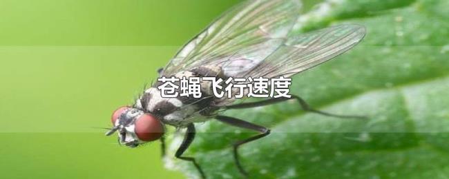 苍蝇飞行速度 苍蝇飞行速度