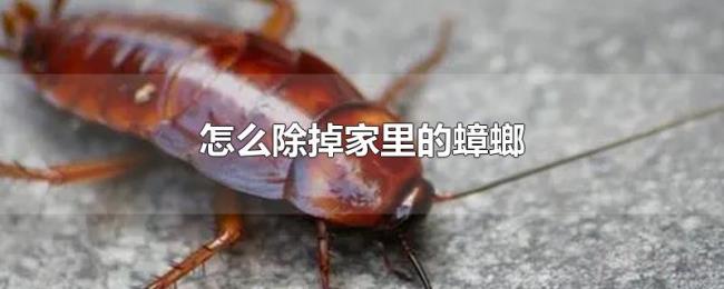 怎么除掉家里的蟑螂 怎么除掉家里的蟑螂