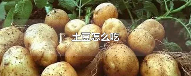 土豆怎么吃 土豆怎么吃