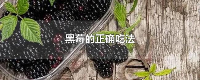 黑莓的正确吃法 黑莓的正确吃法