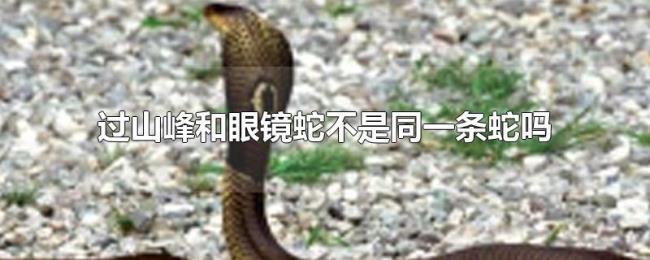 过山峰和眼镜蛇不是同一条蛇吗 过山峰和眼镜蛇不是同一条蛇吗