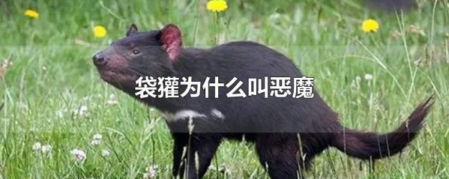 袋獾为什么叫恶魔 袋獾为什么叫恶魔