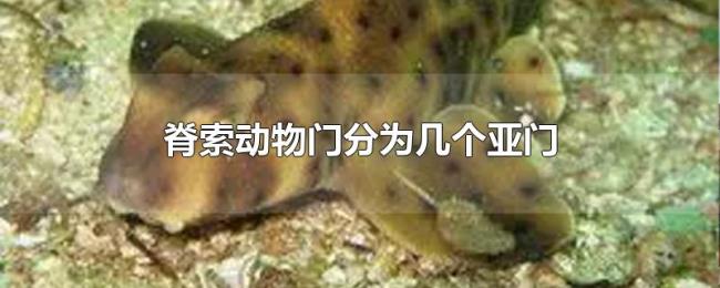 脊索动物门分为几个亚门 脊索动物门分为几个亚门