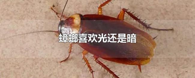蟑螂喜欢光还是暗 蟑螂喜欢光还是暗
