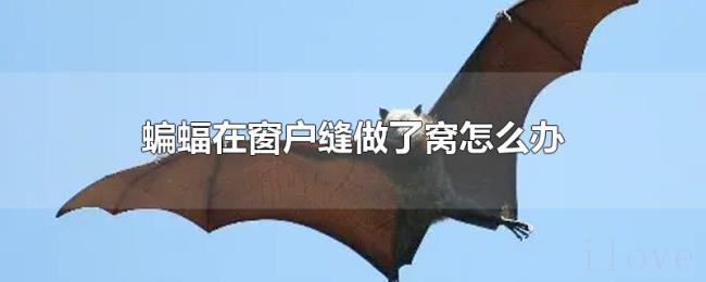 蝙蝠在窗户缝做了窝怎么办 蝙蝠在窗户缝做了窝怎么办