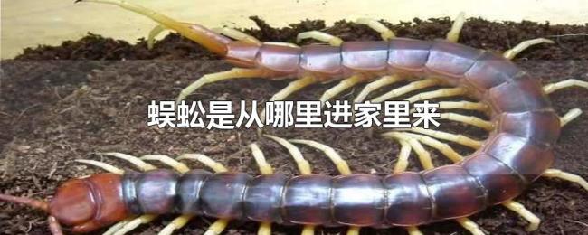 蜈蚣是从哪里进家里来 蜈蚣是从哪里进家里来