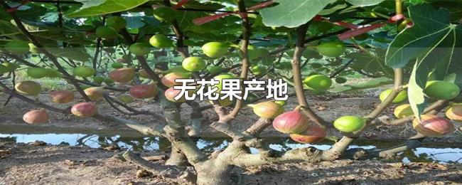 无花果产地 无花果产地