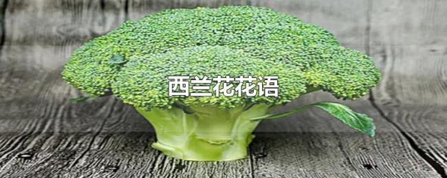 西兰花花语