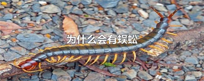 为什么会有蜈蚣 为什么会有蜈蚣
