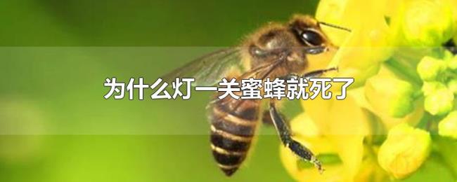 为什么灯一关蜜蜂就死了 为什么灯一关蜜蜂就死了