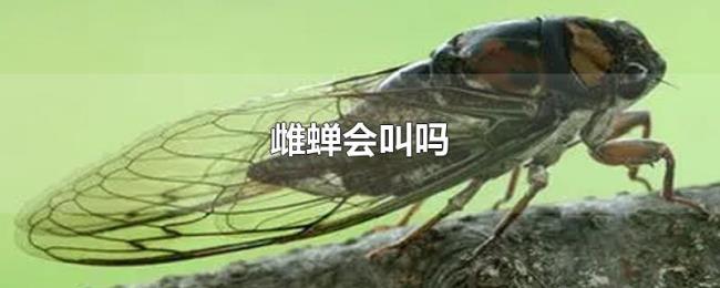 雌蝉会叫吗 雌蝉会叫吗