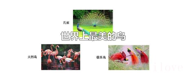 世界上最美的鸟 世界上最美的鸟