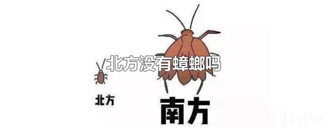 北方没有蟑螂吗 北方没有蟑螂吗