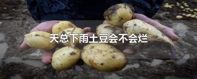 天总下雨土豆会不会烂 天总下雨土豆会不会烂