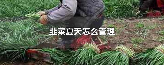 韭菜夏天怎么管理 韭菜夏天怎么管理
