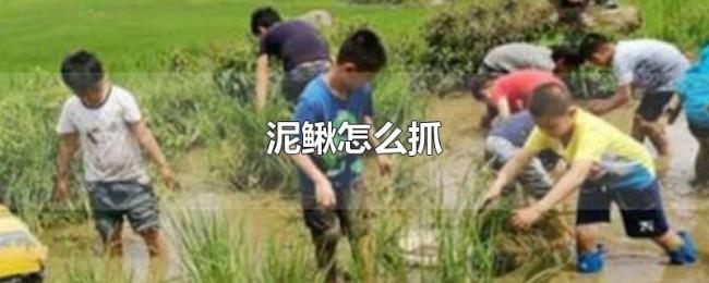 泥鳅怎么抓 泥鳅怎么抓
