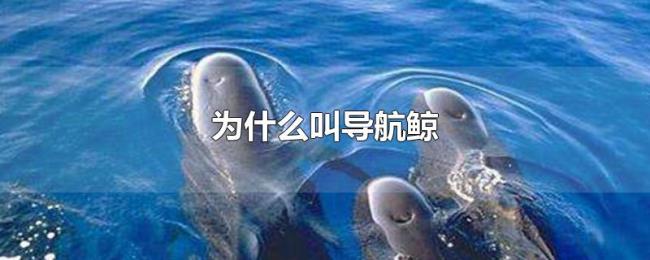 为什么叫导航鲸 为什么叫导航鲸