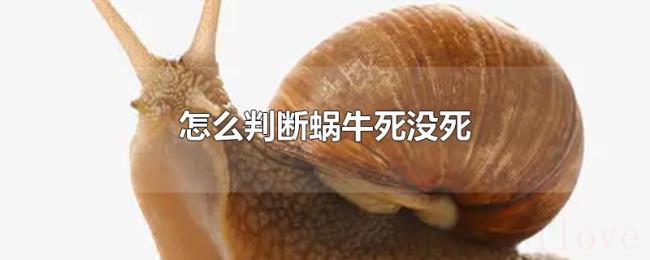 怎么判断蜗牛死没死 怎么判断蜗牛死没死