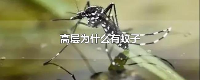 高层为什么有蚊子