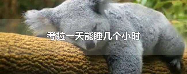 考拉一天能睡几个小时 考拉一天能睡几个小时